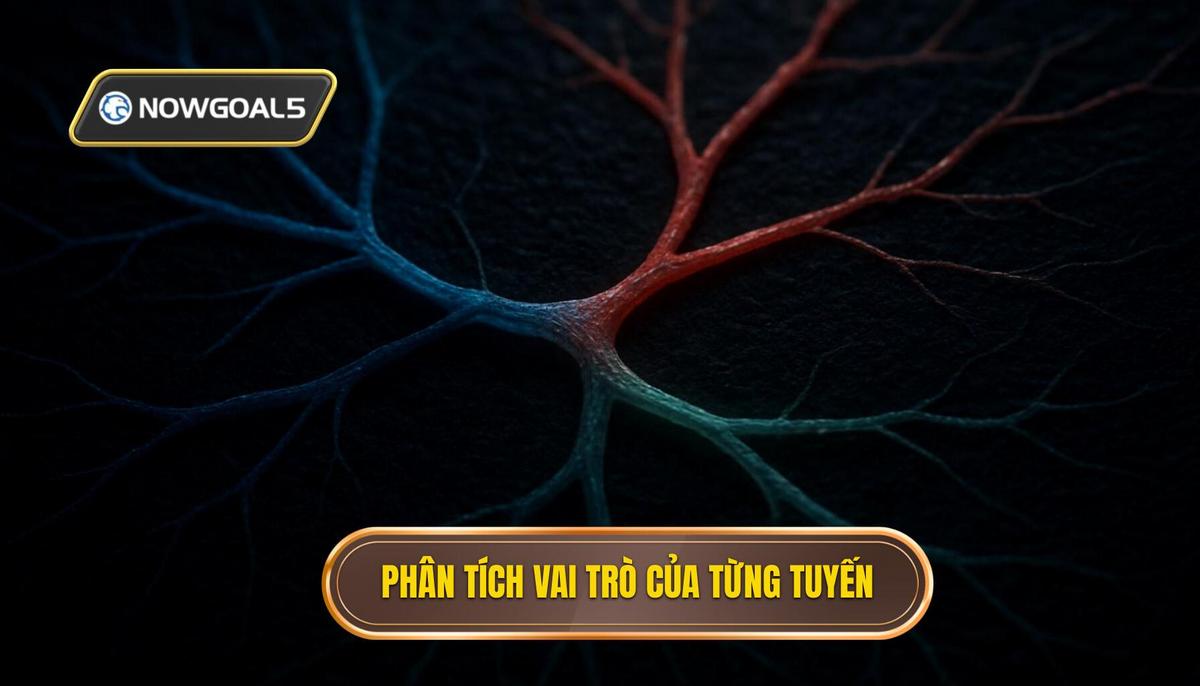 Phân tích Vai trò chi tiết của từng tuyến